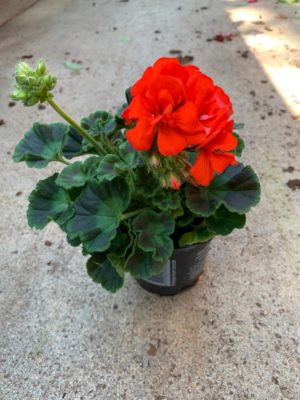 geranium rouge de dimension 10cm