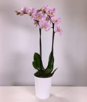 coupe d'orchidée à deux tiges rose