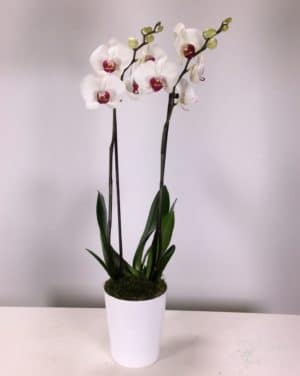 coupe d'orchidée à deux tiges blanches