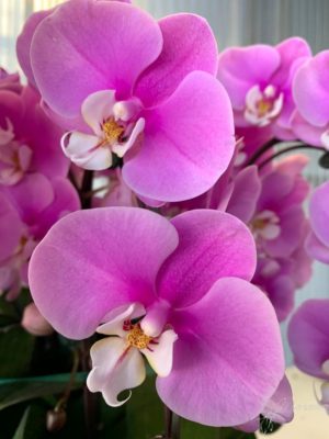 zoom sur orchidées roses