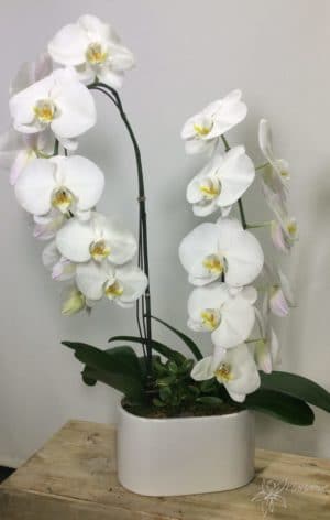 coupe avec 2 orchidées blanches