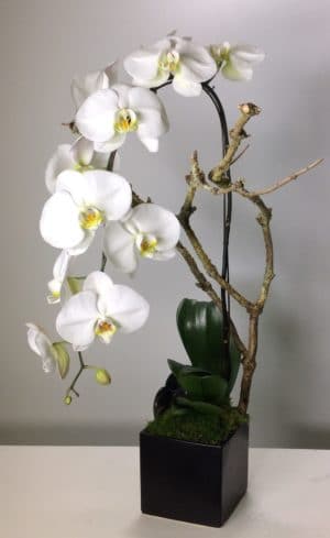 orchidée blanche avec support en branche
