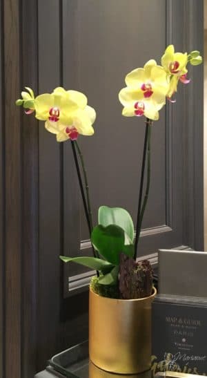 coupe d'orchidée jaune à 2 tiges