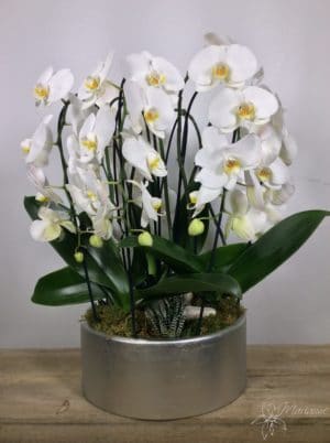 coupe d'orchidées blanches avec feuilles vertes et mousse