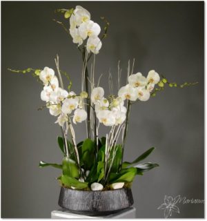coupe d'orchidée blanche à cinq tiges