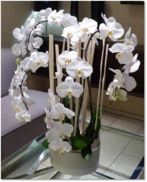 coupe d'orchidée blanche en cascade et support en bois
