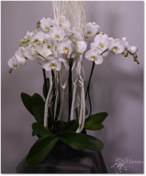 coupe d'orchidée blanche 2