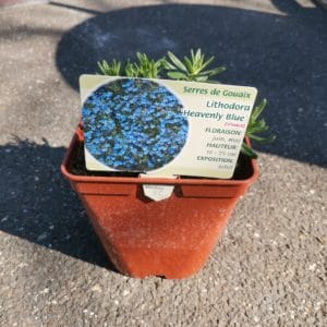 Lithodora "Heaven Blue"