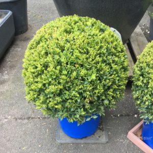 Buxus sempervirens d45-50