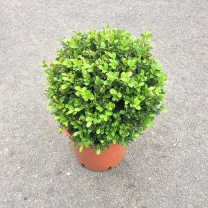 Buxus rotundifolia d30-35