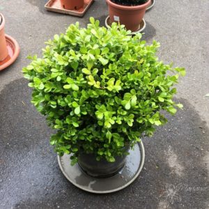 Buxus rotundifolia boule d35-40