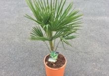 Chamearops excelsa