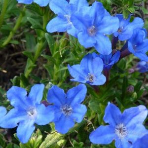 lithodora heavenly blue